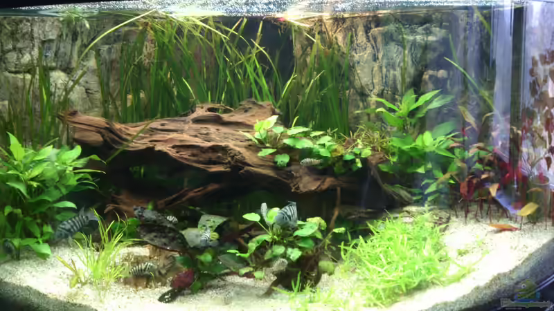 Hauptansicht Aquarium von Trigon 350 von Piet82 (1)