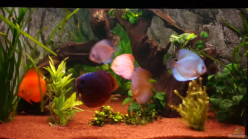 Hauptansicht Aquarium von Trigon 360 von stefan041287 (1)