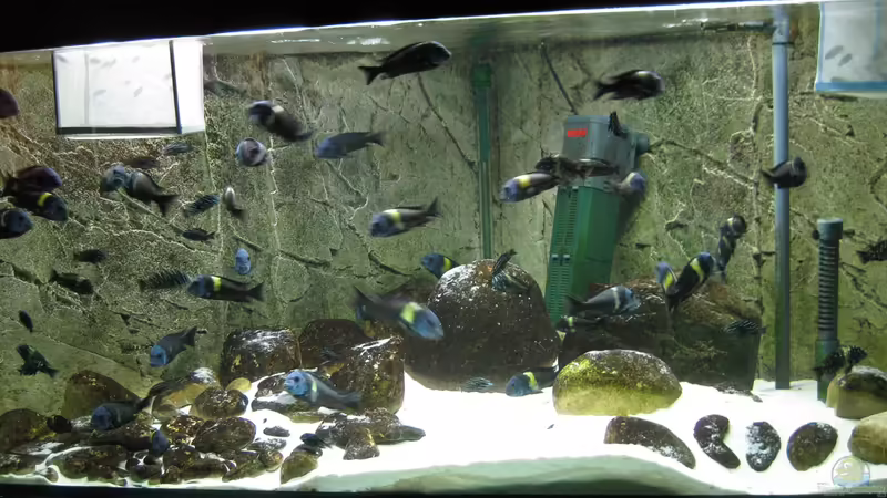 Hauptansicht Aquarium von Tropheus 1  Duboisi - nur noch als Beispiel von Maclya (1)
