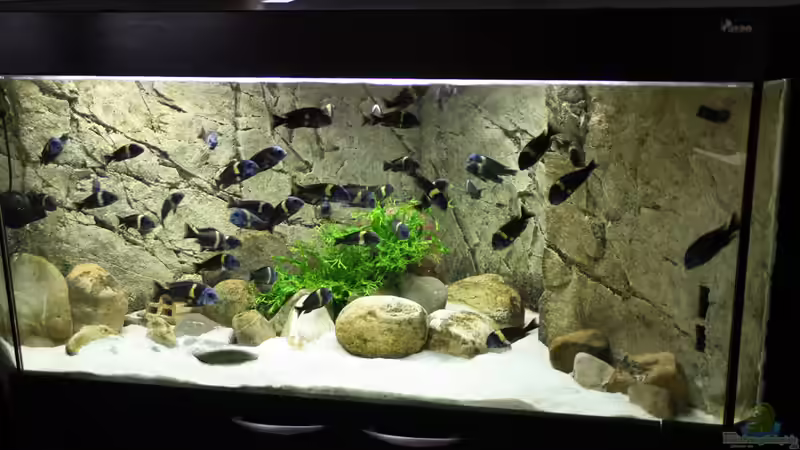 Hauptansicht Aquarium von Tropheus Dubi Becken von Maclya (1)