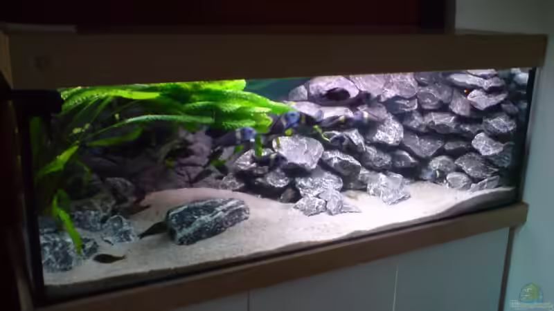 Hauptansicht Aquarium von Tropheus-Gesellschaft von Bbert (1)