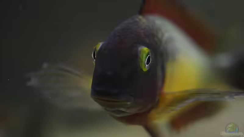 Hauptansicht Aquarium von Tropheus Red Rainbow von Keule73 (1)