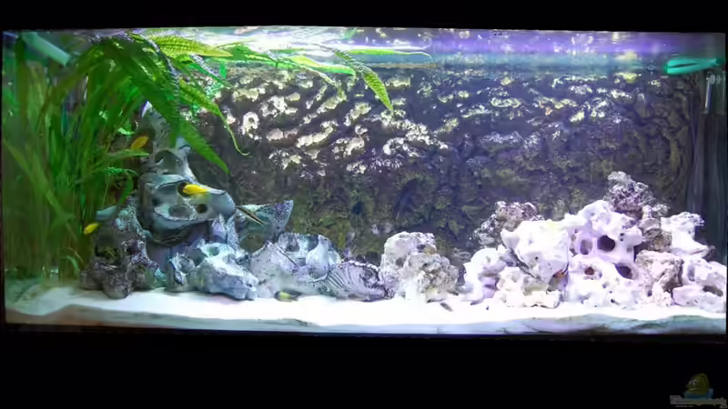 Hauptansicht Aquarium von Tropheus von Hawksi (1)