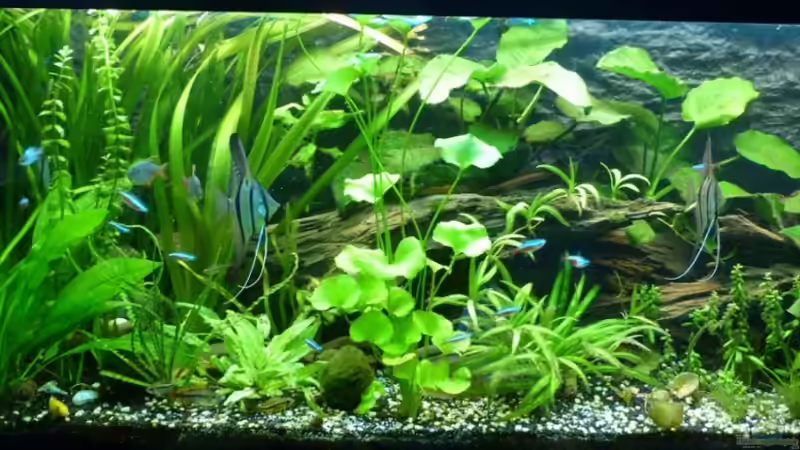 Hauptansicht Aquarium von Tropic Dream von René L. (1)