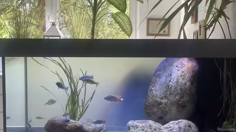 Hauptansicht Aquarium von Übergangszone von Hello_Deco (1)