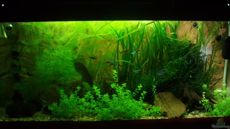 Hauptansicht Aquarium von Unser Küchenfernseher von Snoeddenmops (1)