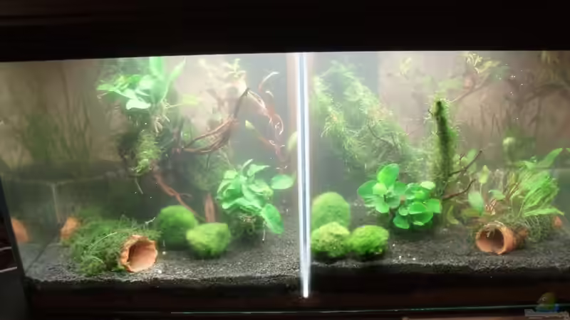 Hauptansicht Aquarium von Unser zweites Küchenfenster von Snoeddenmops (1)