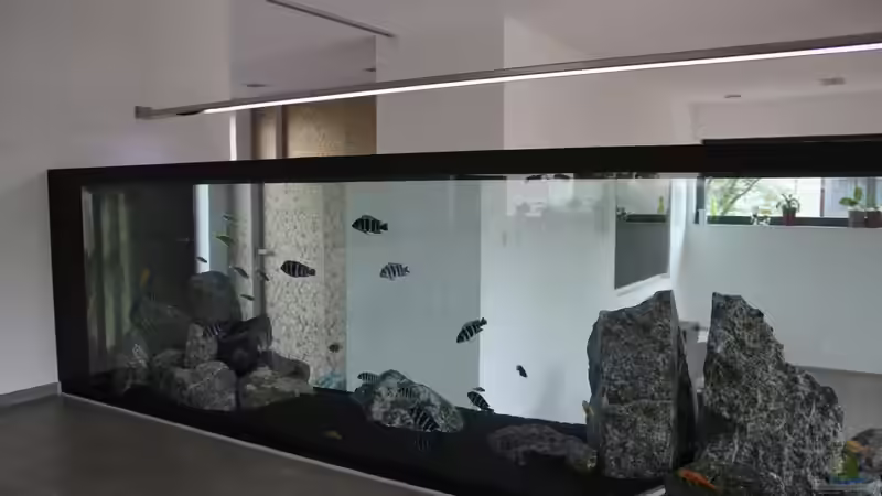 Hauptansicht Aquarium von unsere Küchenrückwand ) von anton (1)