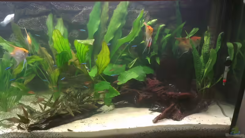 Hauptansicht Aquarium von Used von Jahack (1)