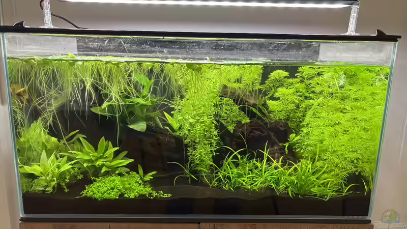 Hauptansicht Aquarium von Valinor von Manuela (1)