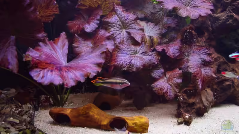 Hauptansicht Aquarium von Vergesellschaftung(nur als Beispiel) von Falk (1)
