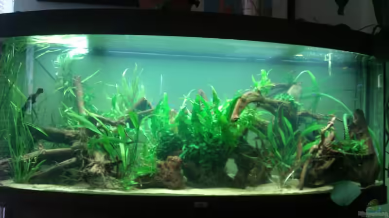 Hauptansicht Aquarium von vision 450 von Marko Miedl (1)