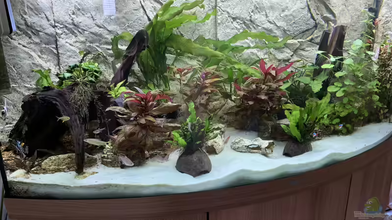 Hauptansicht Aquarium von Vision All Kontinent von Donelli (1)
