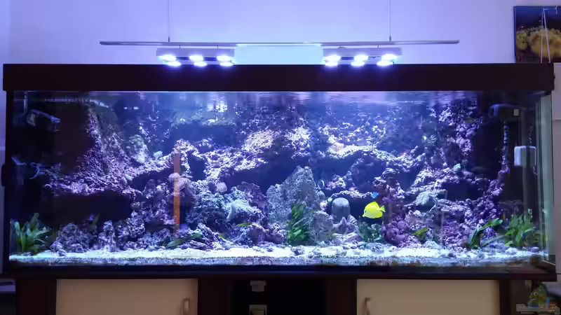 Hauptansicht Aquarium von Vulcano Reef von Thomas Schneider (1)