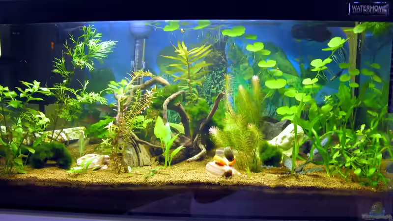 Hauptansicht Aquarium von Water Home von Tudelui (1)