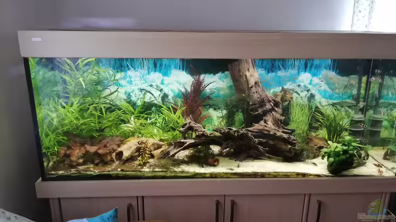 Hauptansicht Aquarium von Welsbecken 400Liter von Tanja F. (1)