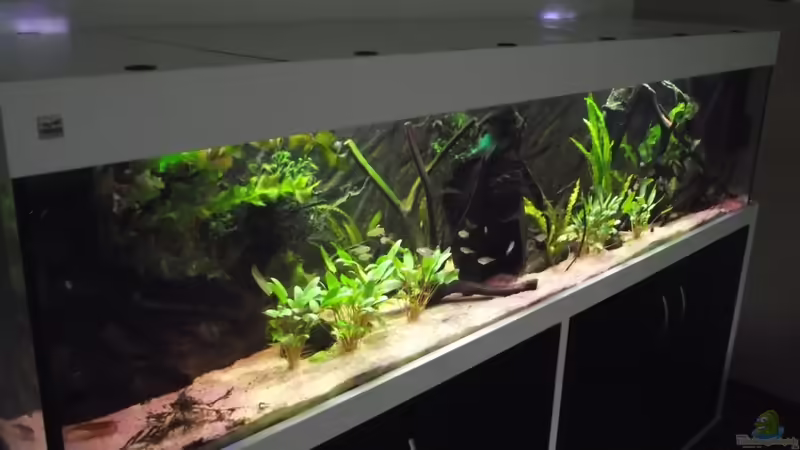 Hauptansicht Aquarium von Westafrika-Style (aufgelöst) von Dr. Manhattan (1)