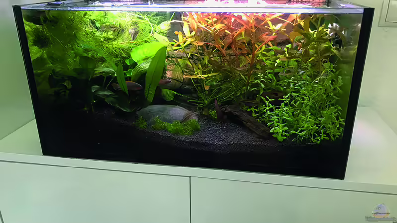 Hauptansicht Aquarium von Westafrika von Tim1979 (1)