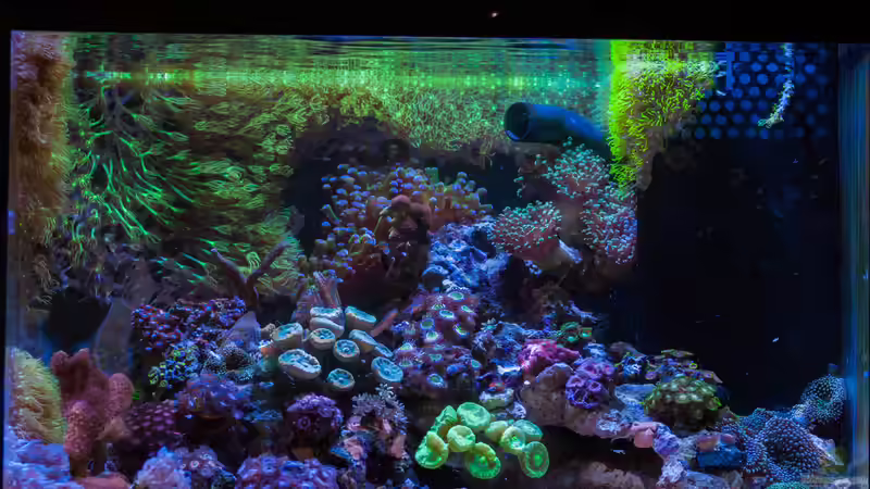 Hauptansicht Aquarium von WG-Riff von Cichlid Power (1)