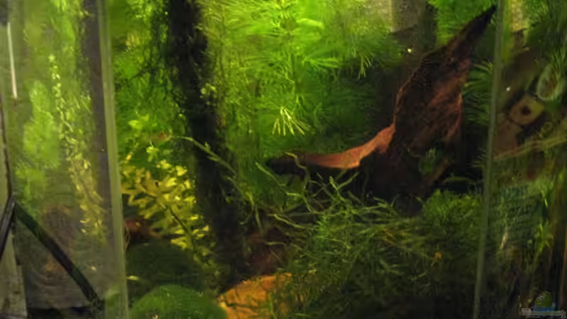 Hauptansicht Aquarium von Wilde 13 von Maclya (1)
