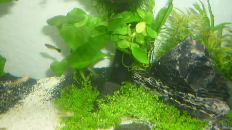 Hauptansicht Aquarium von Wilderstrand von Stefan Rohland (1)