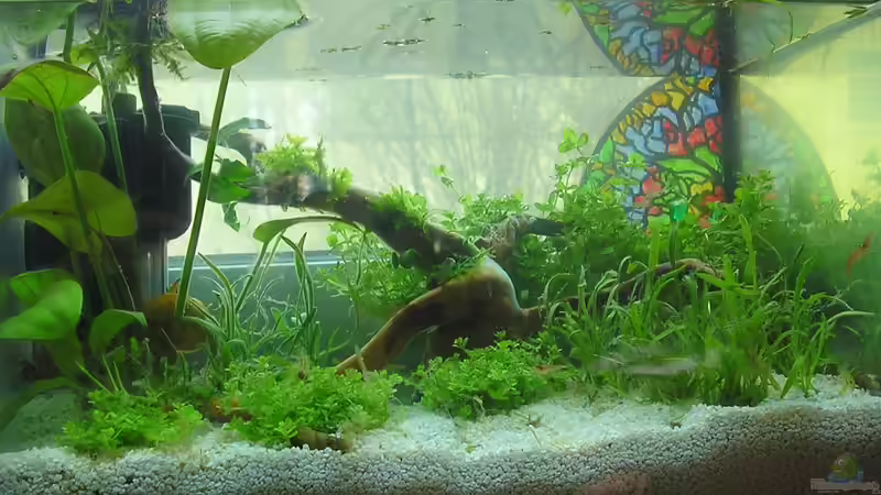 Hauptansicht Aquarium von Wirbellose I von mariajudyta (1)