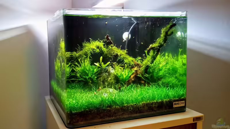 Hauptansicht Aquarium von Wohnzimmer Nano von Junglist (1)
