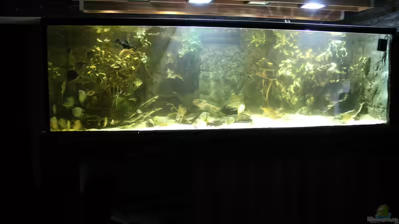 Hauptansicht Aquarium von Wohnzimmer Uferzone von T-Aquatics (1)
