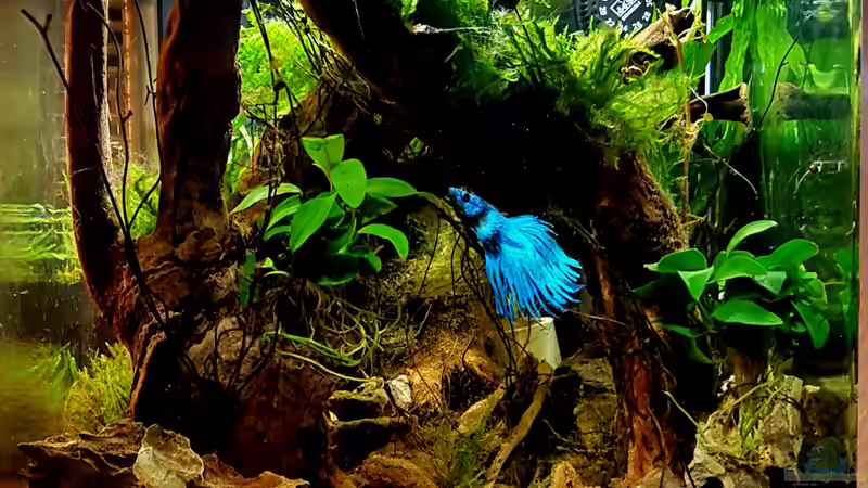 Hauptansicht Aquarium von Woodstock von Erik H. (1)