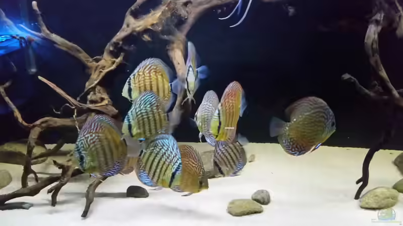 Hauptansicht Aquarium von Wurzelbiotop 2 (Nur noch als Beispiel) von Bernd N. (1)