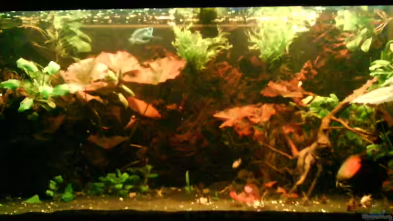 Hauptansicht Aquarium von Wurzelimperium-nur noch als beispiel von LaEy (1)