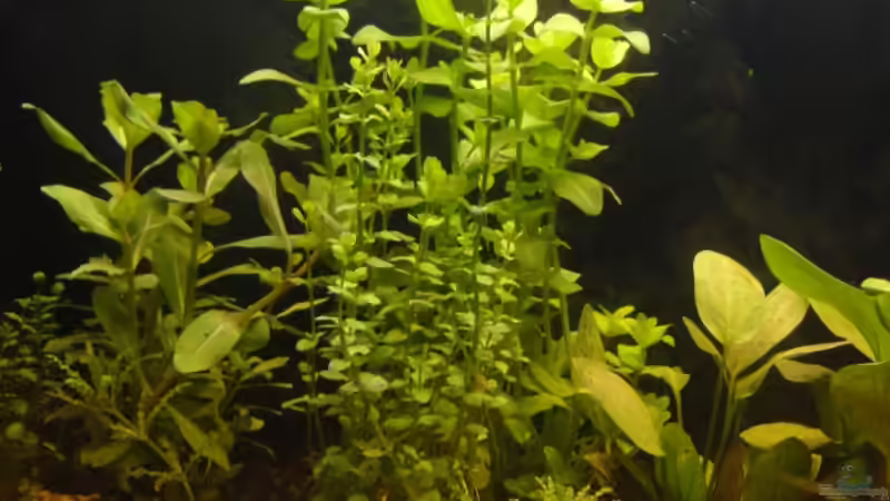 Hauptansicht Aquarium von zth von yellow