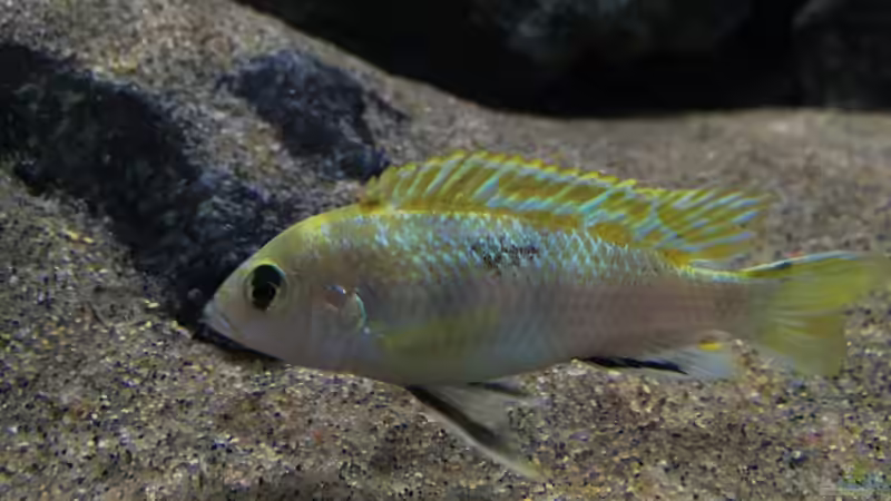 Hauptansicht Aquarium von Zweiter Versuch von Strohhut. (1)