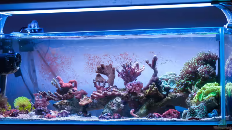 Hauptansicht Aquarium von Zweites WG Riff von Cichlid Power (1)