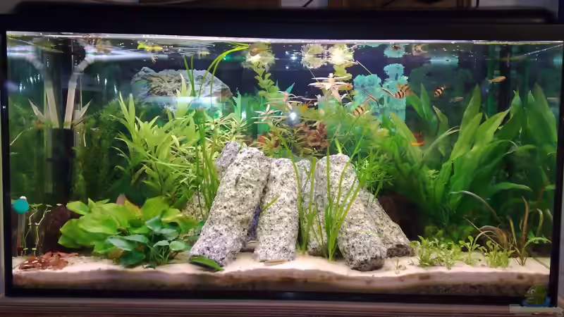 Hauptansicht Aquarium von Zwergbuntbarsche von Welslau (1)