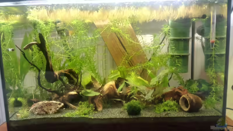 Hauptansicht Aquarium von Zwergwelsbecken von Zwergwels Fan (1)