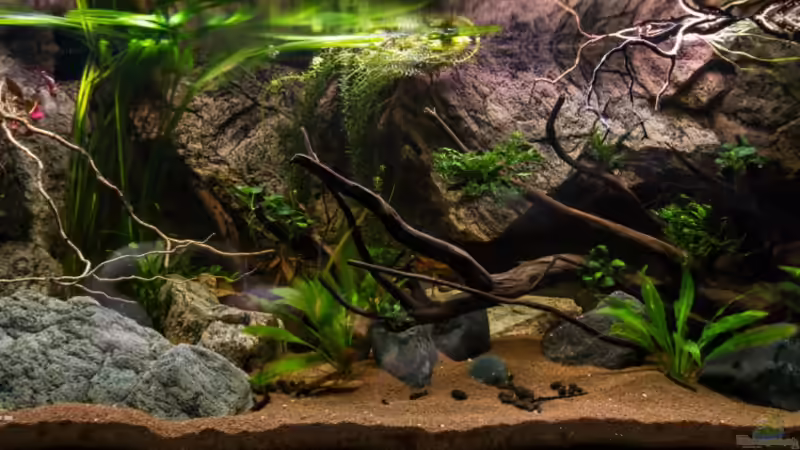 Hauptansicht Becken - 08.12.2013 von GoreSlayer (20)