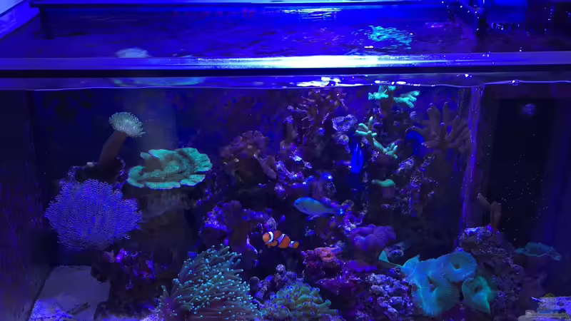 Hauptansicht Becken von Florian Florian (1)