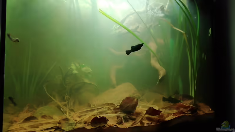 Hauptansicht Flussmündung von - Stephen - (1)