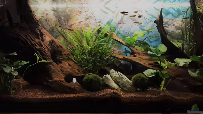 Hauptansicht Gesellschaftsaquarium von Tina50 (6)