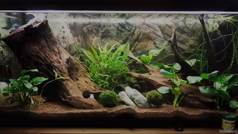 Hauptansicht Gesellschaftsaquarium