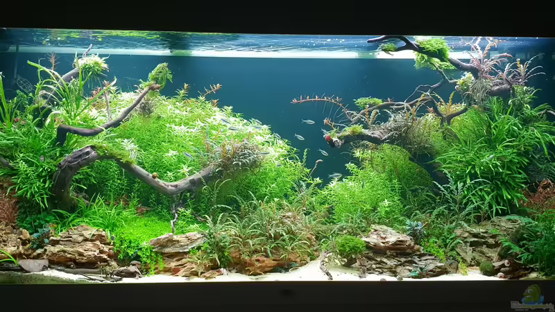 Hauptansicht Grüne Bucht  von Köllebärbling (1)