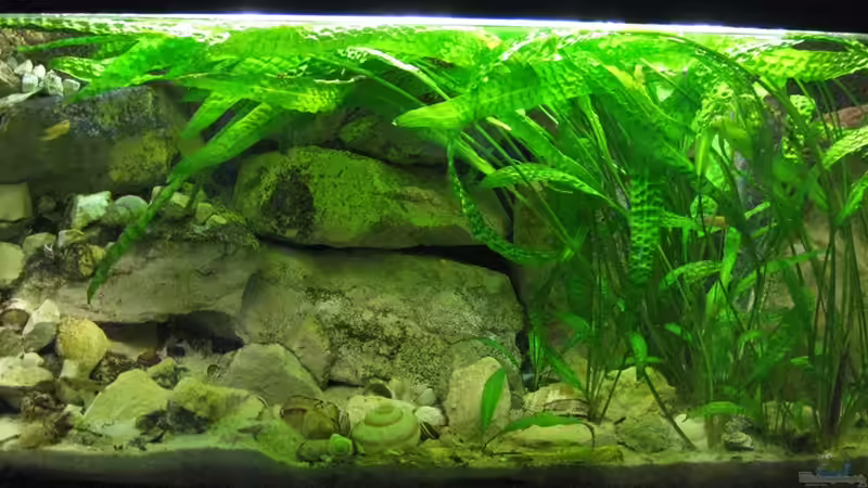 Hauptansicht Mai 2012 von Maclya (1)