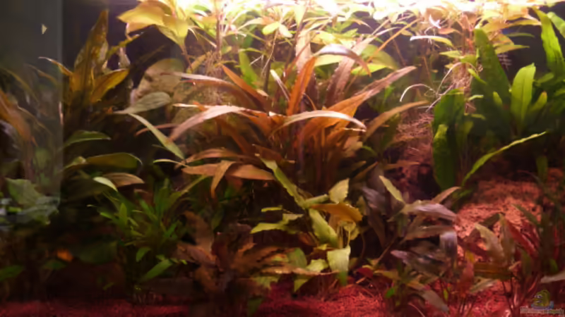 Hauptansicht mit Cryptocoryne spec. Indonesia 13.03.2011.JPG von Ray1975 (17)