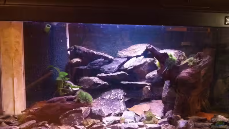 Hauptansicht mit Rückwand von Exotist (6)