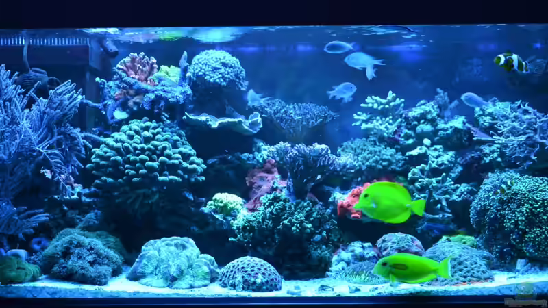 Hauptansicht ohne Riffsäule mit Blaulicht 07.02.2013 von berchti555 (6)