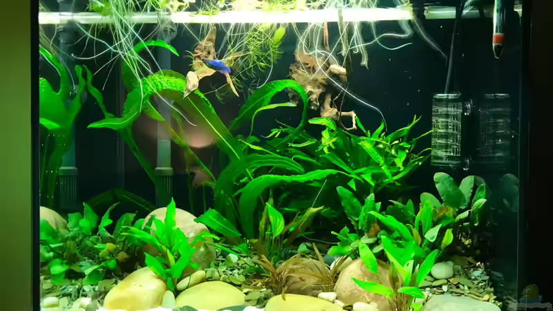 Hauptansicht Paradis City  von Jezzy (1)