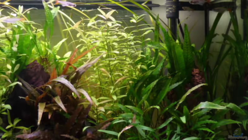 Hauptansicht rechts 1 23.05.2011 von Ray1975 (10)