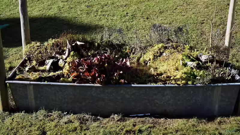 Hauptansicht Teich von Hochmoor-Beet von Junglist (1)