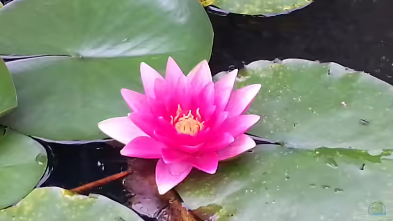 Hauptansicht Teich von MingTeich von SK Aquarienleben (1)